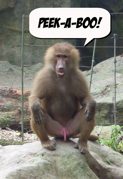 peekabo-baboon