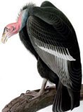 Vulture