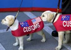 sniffer dog