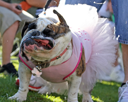 bulldog_beauty_queen