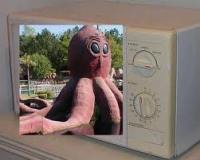 squid in microwave