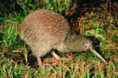 Deodorant-Being-Developed-for-New-Zealand-Birds