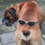 dog-bum