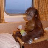 First class monkey business