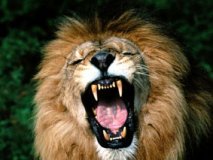 dancing with lions