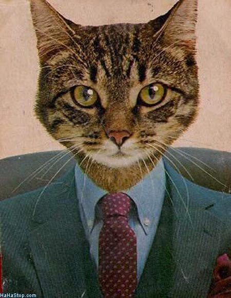Cat in a suit