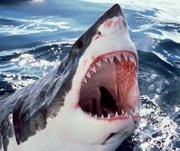 shark
