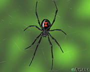 black widow