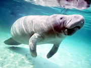 manatee