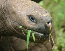 tortoise