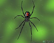 black widow