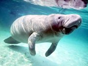 manatee