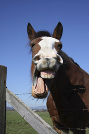 laughing horse