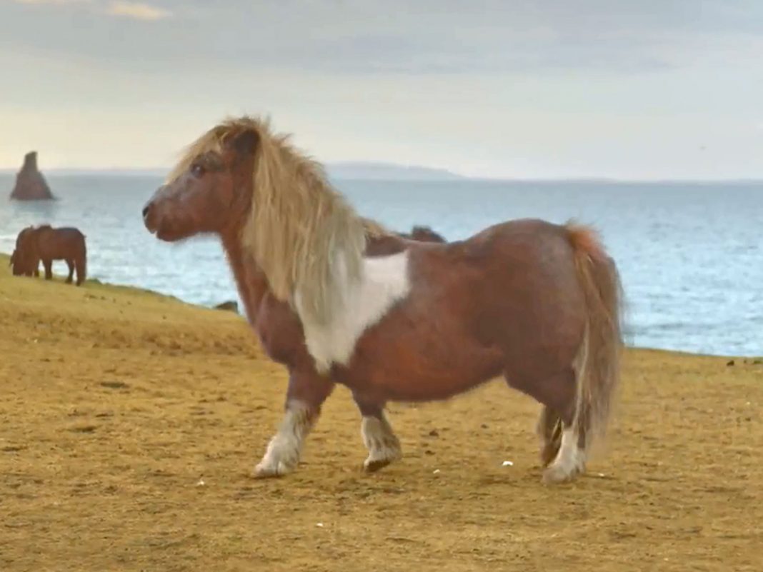 Shetland Pony 2013