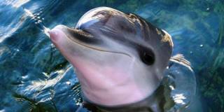 dolphin laugh