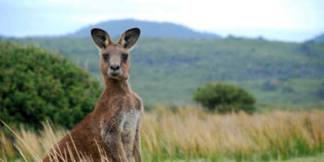 kangaroo in the wild australia