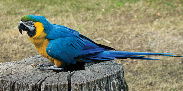 parrot bird
